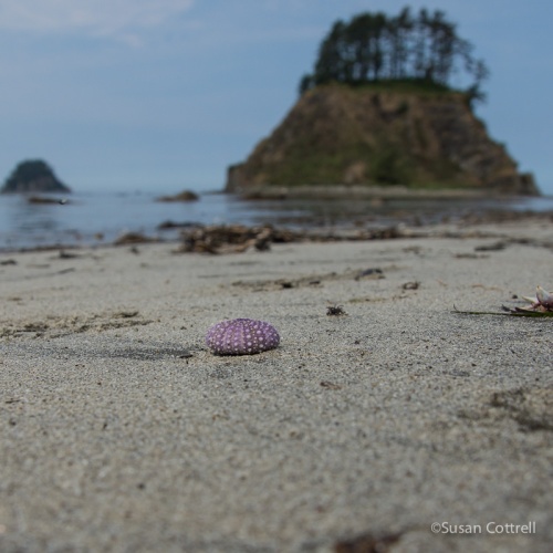 Sea urchin shell on the beach at Cape Alava. Tskawahyah Island in the background.