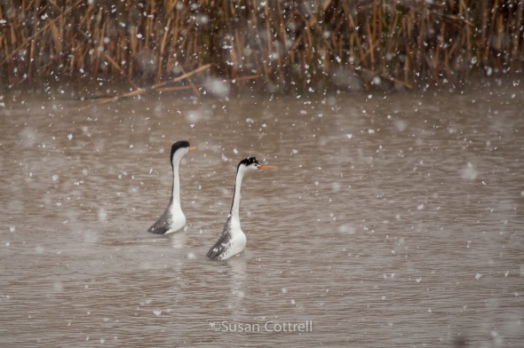 Clark's and Western Grebe displaying