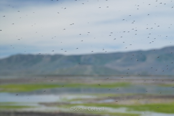 Mosquitos at Bear River Migratory Bird Refuge